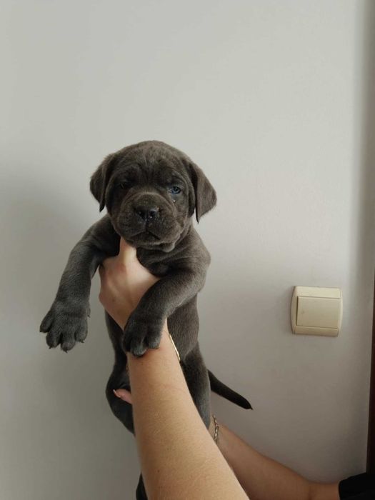 Suczka cane corso chia gotowa do osbioru