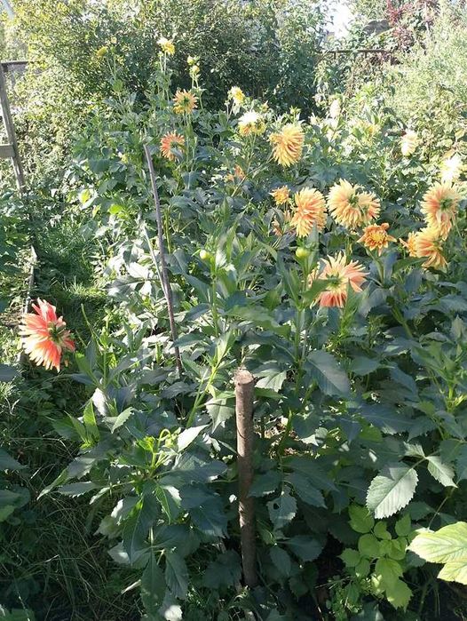 жоржини/георгини 1 (сорт хамелеон)