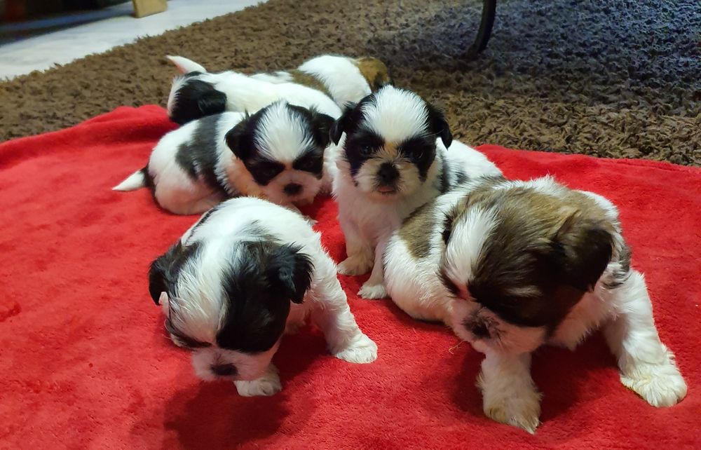 Shih tzu szczeniaczki z rodowodem !!!