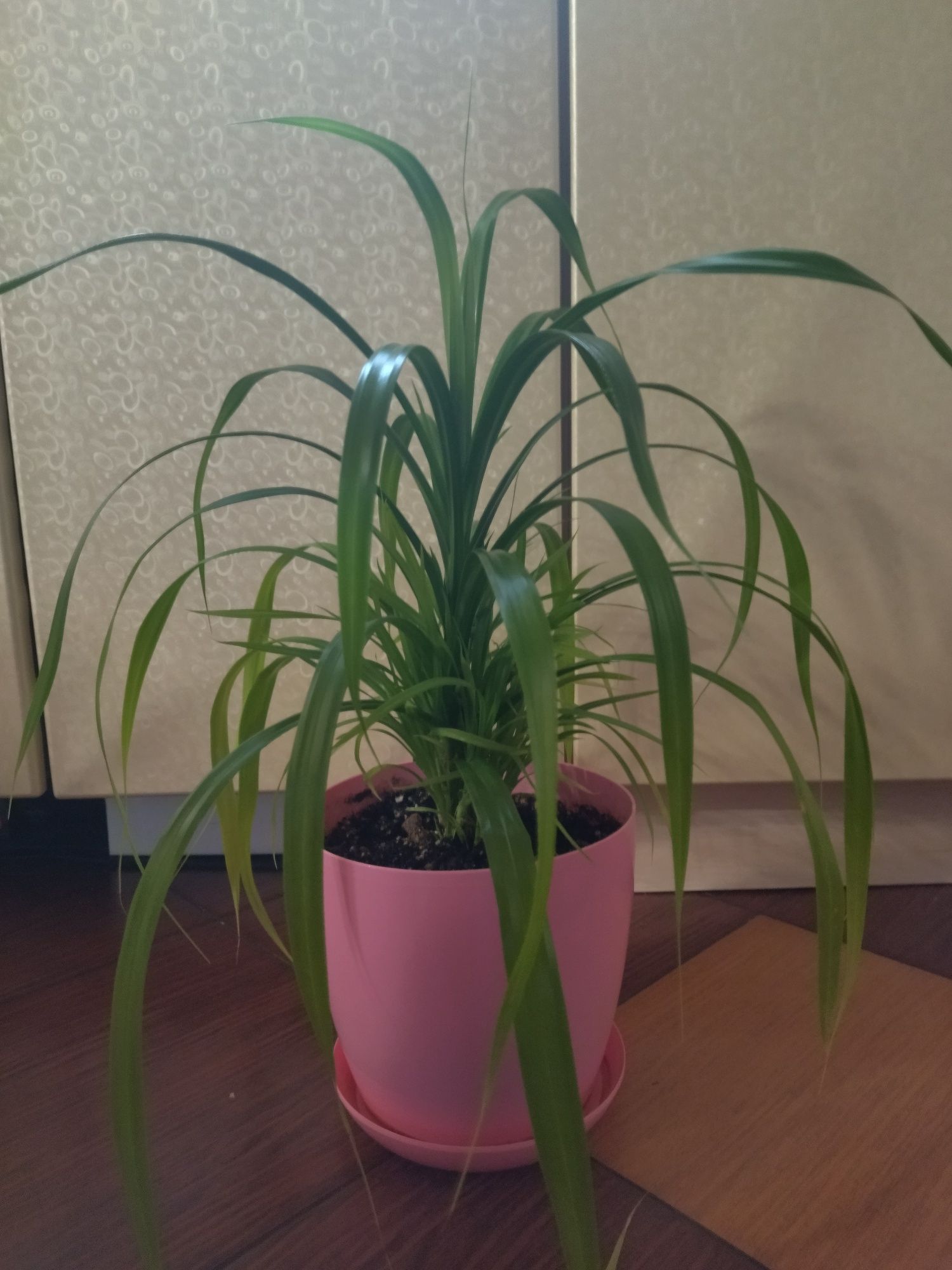 Пальма, комнатное растение