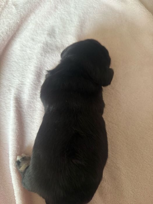 oddam szczeniaka w dobre rece