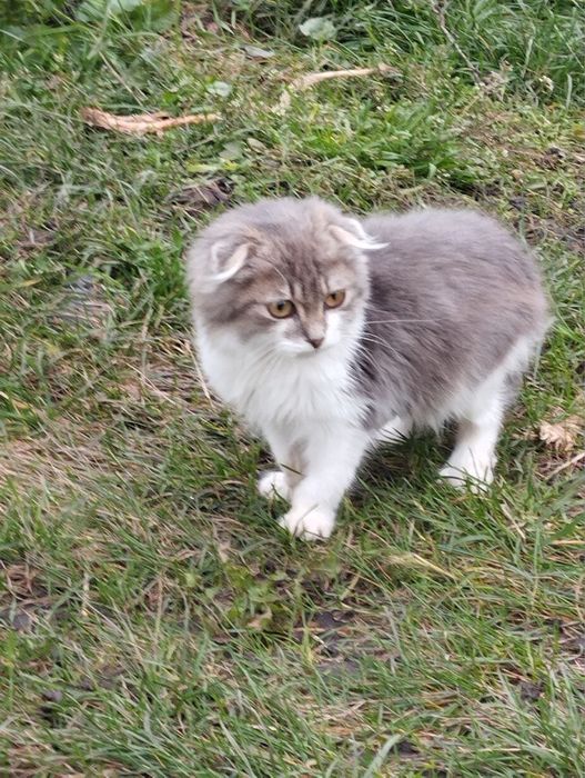 продам клаповухую кошку привита от блох и глистов