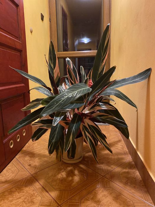 Stromanthea Triostar