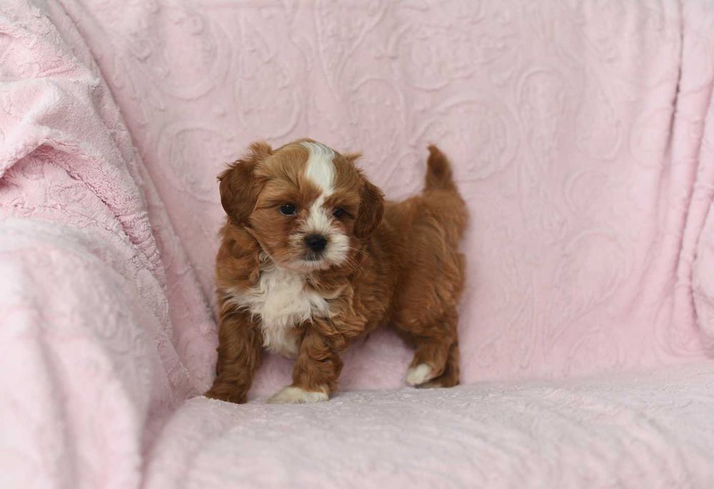 Maltipoo-uroczy chlopiec