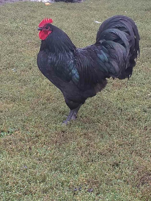 Яйце інкубаційне кури Австралорп .