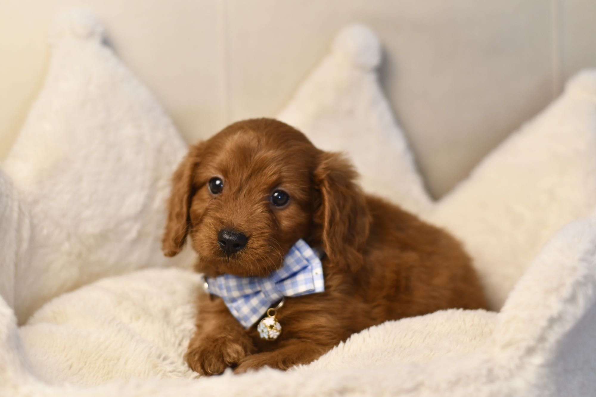 Cavapoo F1 RED BROWN wyjątkowy chłopiec gotowy do odbioru
