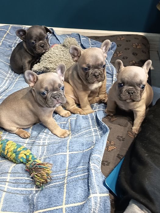 Buldog francuski - piesek