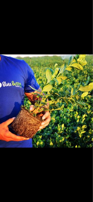 Borówka Amerykańska / Sadzonki Borówki Amerykańskiej /Sadzonka Borówki