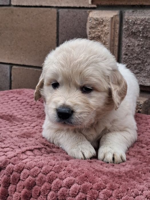 Золотинка-хлопчик від Чемпіонів