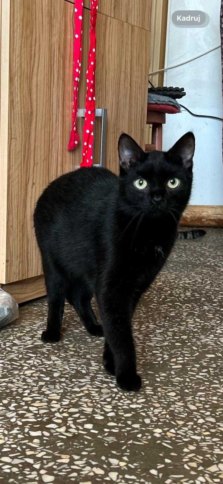 Kotka INKA poleca sie do adopcji
