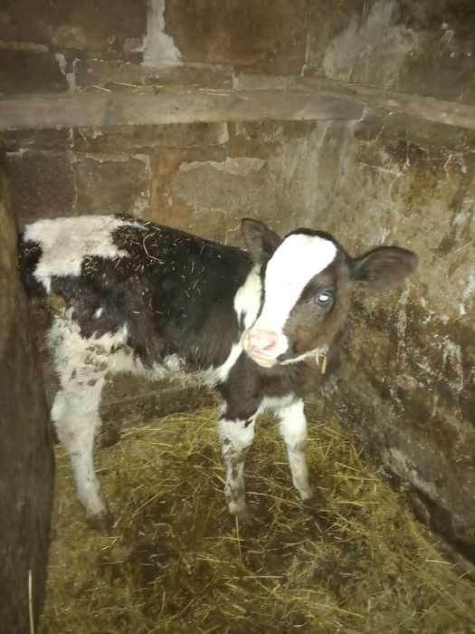 Продается телочка,1,5 месяца.Чугуевский р-н,Каменная Яруга.