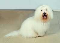 reproduktor Coton de Tulear