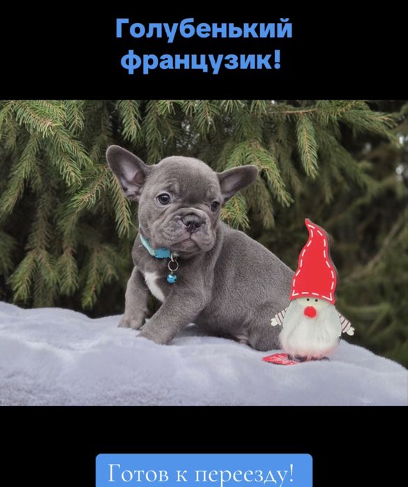 Супер французик мини голубого окраса