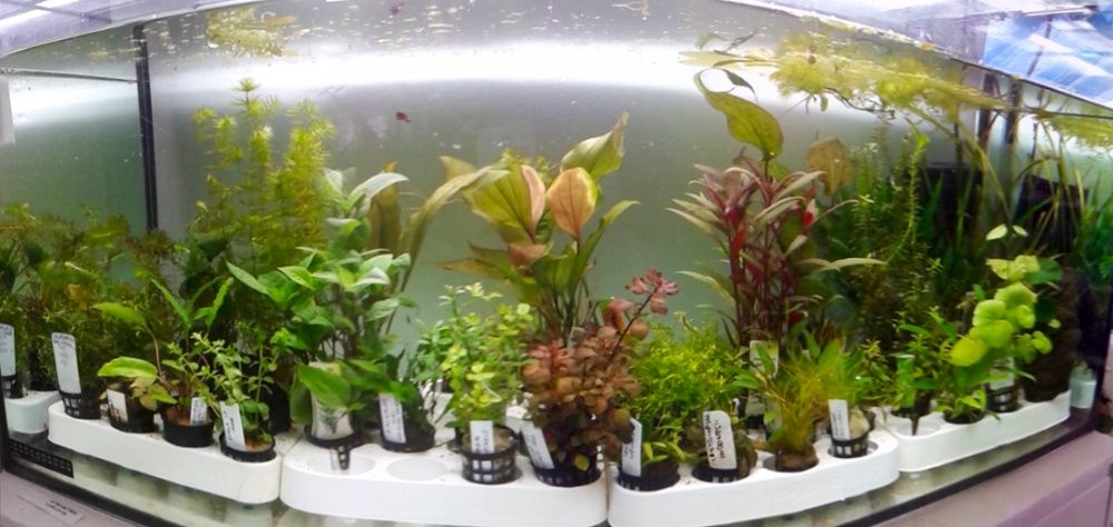 Ludwigia Glandulosa (vermelha) . Plantas . Aquário