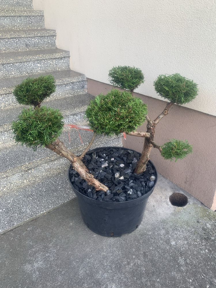 Żywotnik zachodni formowany bonsai