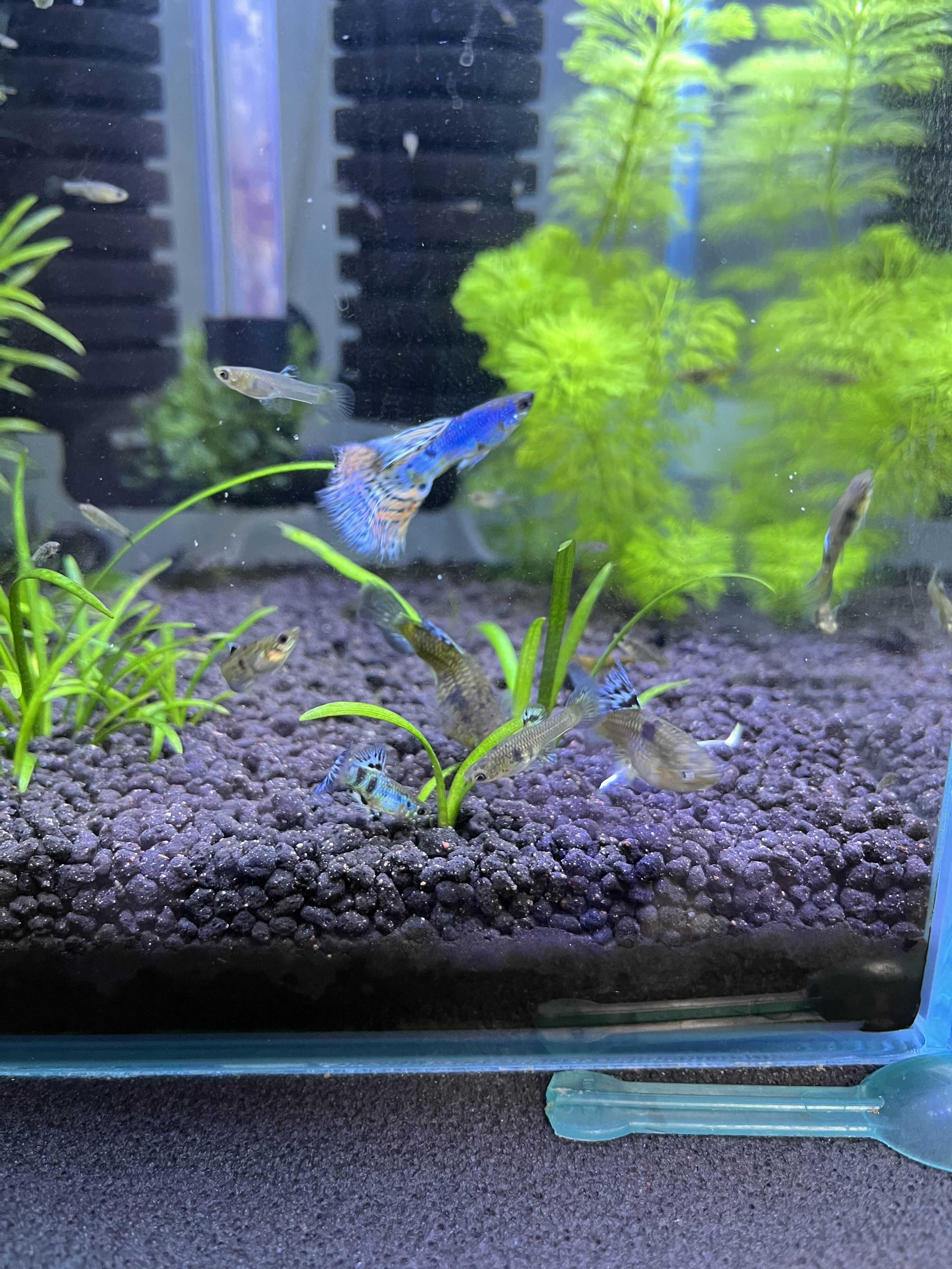 Gupiki Lazuri Tiger King Cobra