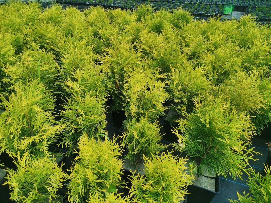 Złota kulka Thuja Golden Globe 4 letnia 6 sztuk