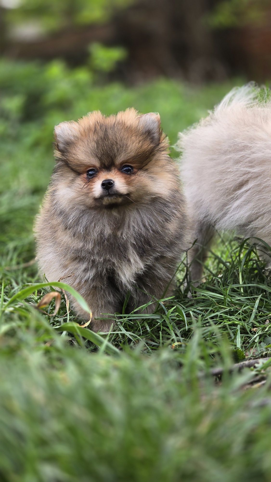 Pomeranian cudowny samczyk