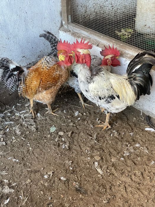 Frangos 1 ano verduras so