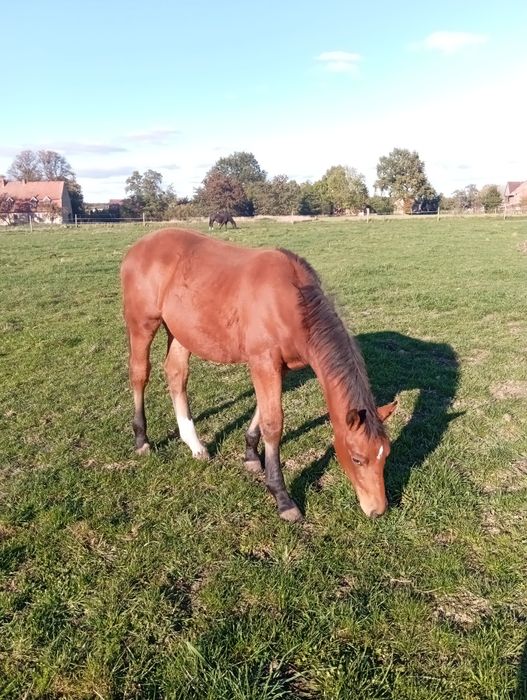 klacz, źrebica śląska