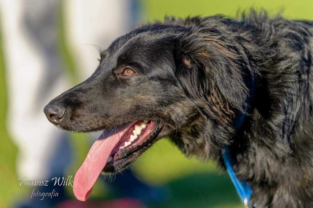 PILNA adopcja 1,5 rocznego psa