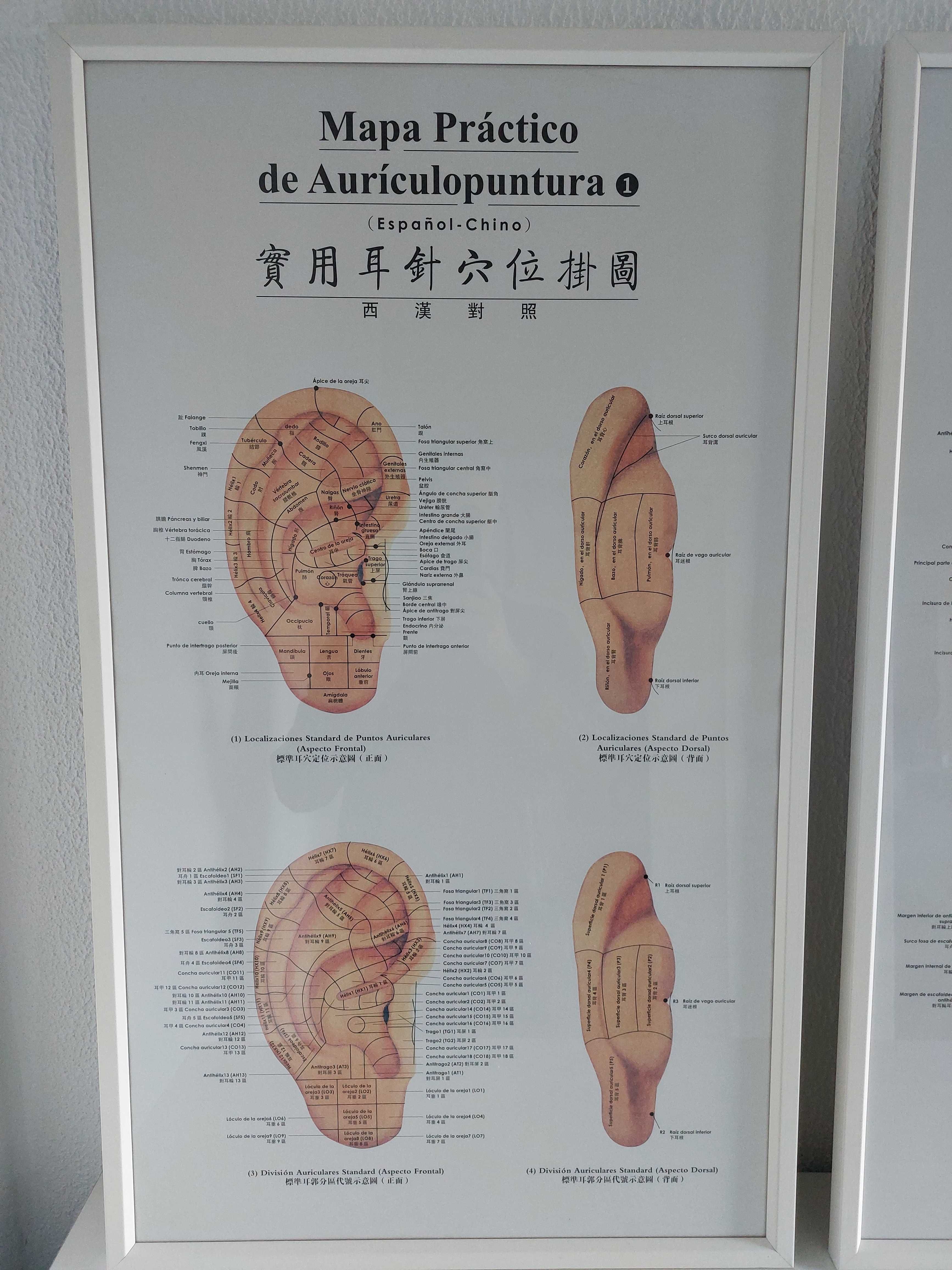 Modelos de orelha de medicina chinesa