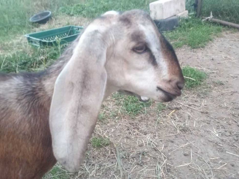 Козлики англо-нубийские