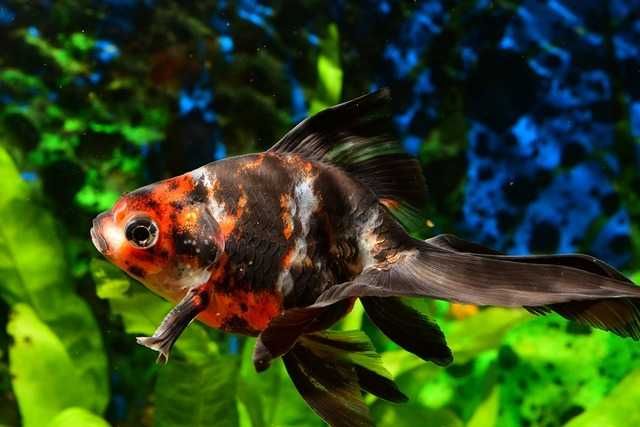 GB Welon, Welonek Calico - dowóz ryb!