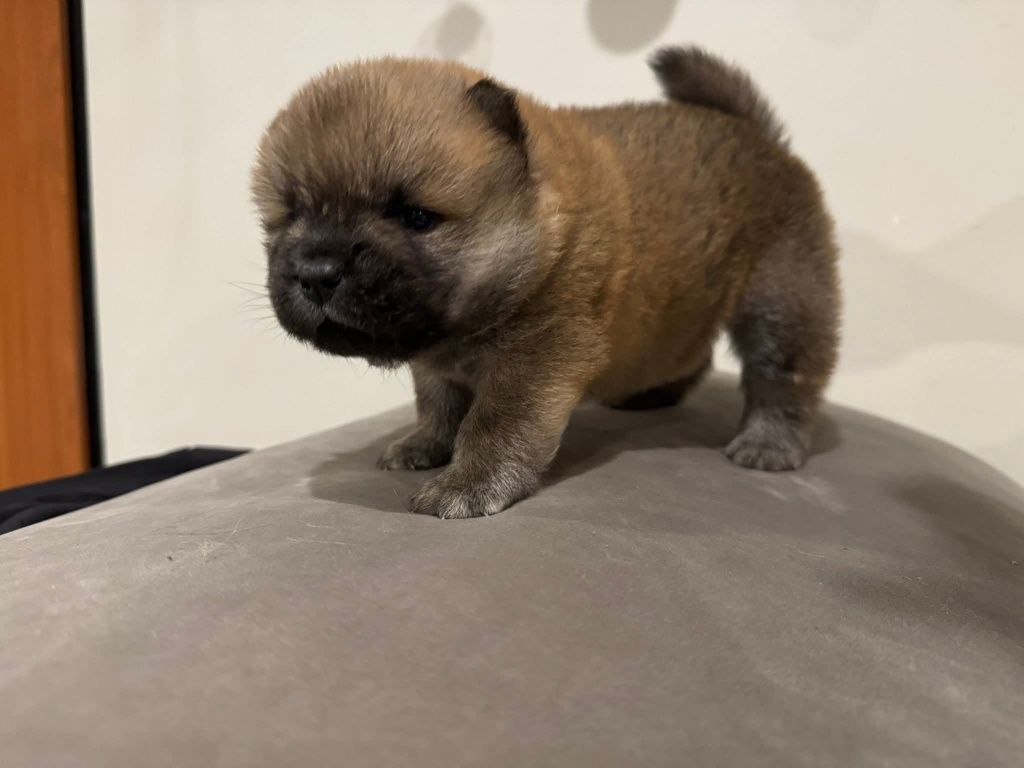 Szczeniak Chow chow