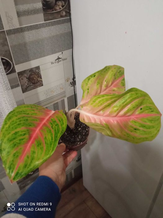 Аглаонеми новинки