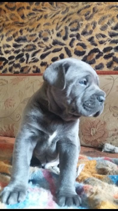 Срочно !Продам серого щенка Кане корсо