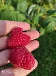 Sprzedam maliny