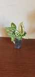 Monstera adansonii variegata ghost archipelago