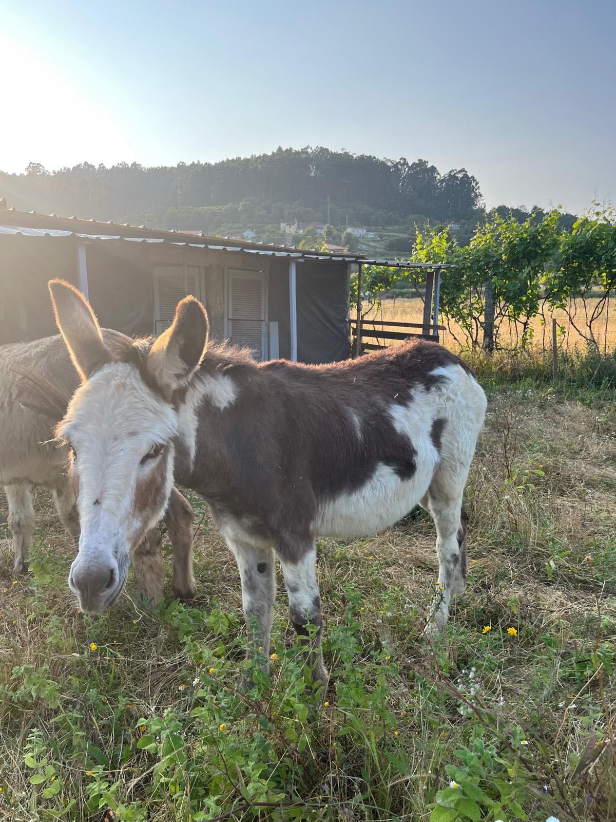 Vendo burro malhado