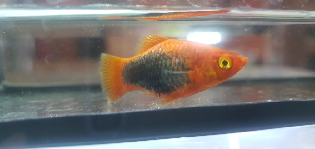 Platki tuxedo i bumble