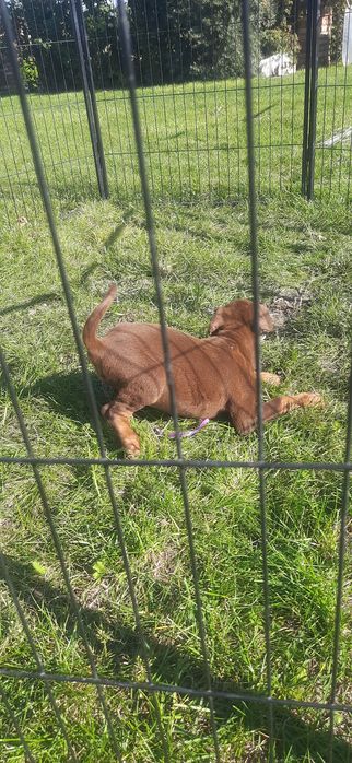 DOBERMAN europejski czystej rasy suczka ostatnia!