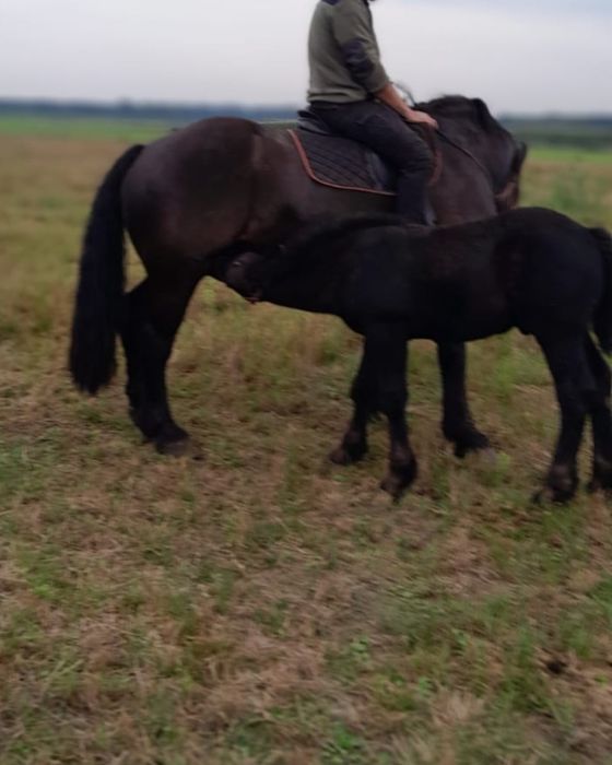 Klacz zimnokrwista kara 4 lata licencja