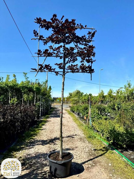 Fagus sylvatica Atropurpurea, Buk pospolity, pień 220cm, palmet