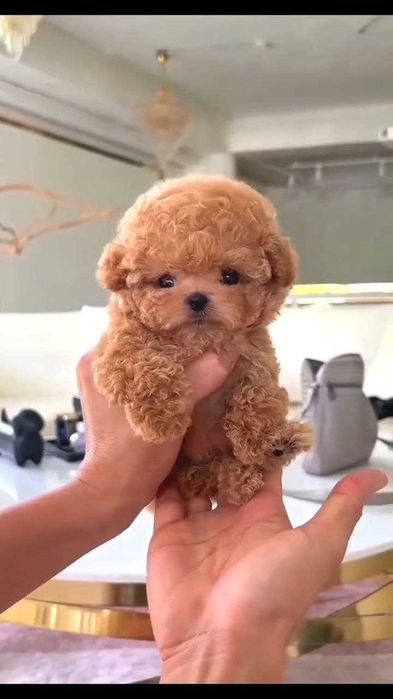 Мальтіпу мальтіпушка Ф-1 хлопчик та дівчинка 2 місяці.