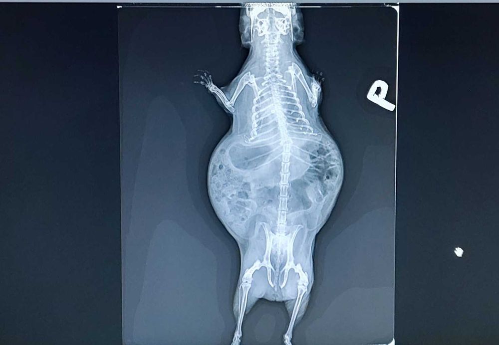 SKANER CR RTG Fire cr+ w bardzo dobrym stanie