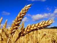 Продам пшеницю свіжого врожаю 9 грн в серебрії
