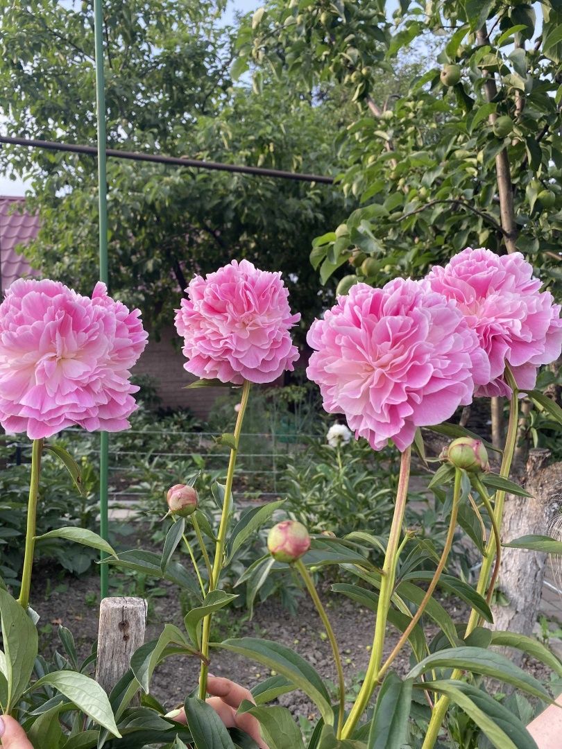 Півонія продаж кущіки