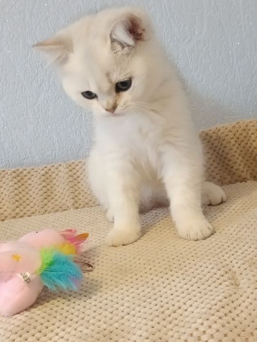 Ласкавий і компанійський лапуля