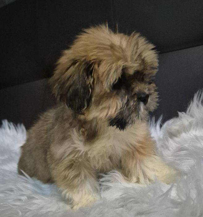 Suczka  lhasa apso
