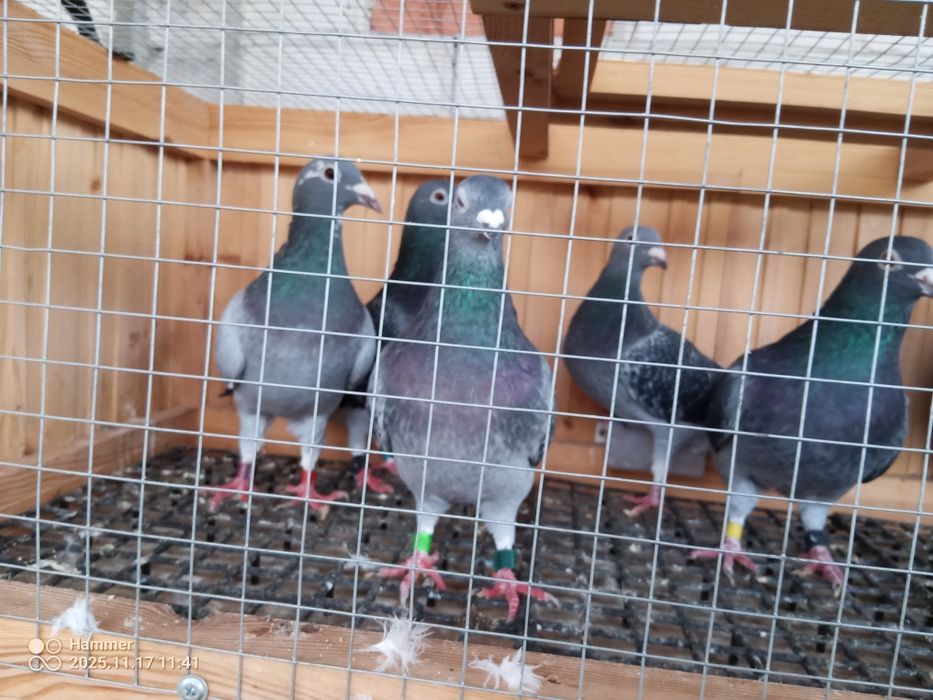 Sprzedam gołębie pocztowe zagraniczne Ro