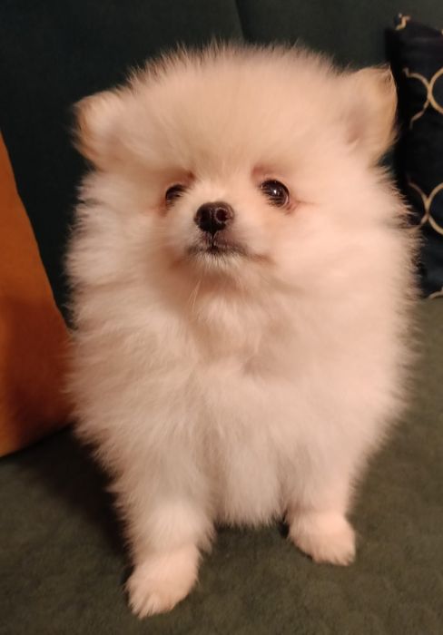 Pomeranian szpic miniaturowy