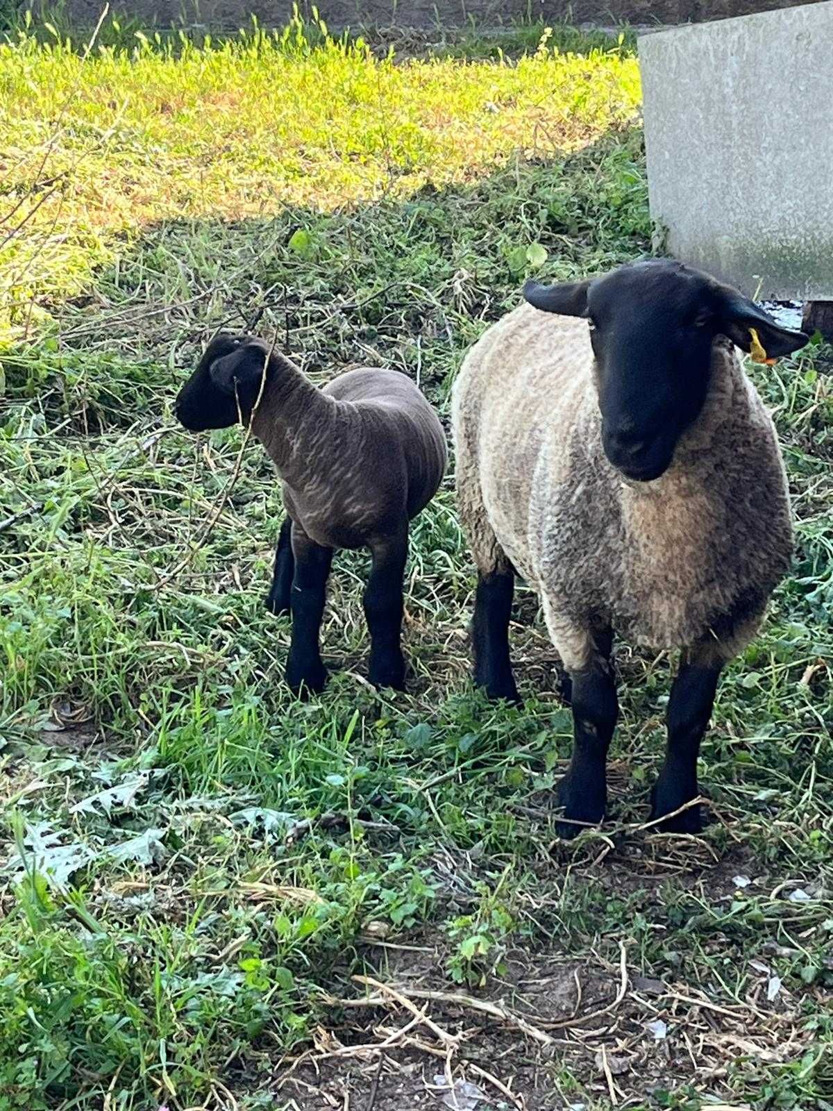 Borrego Sulfock 1 mês e 10 dias