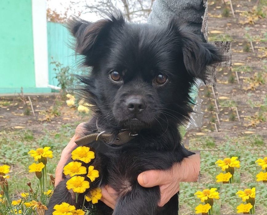 Чапа, хлопчик шукає дім