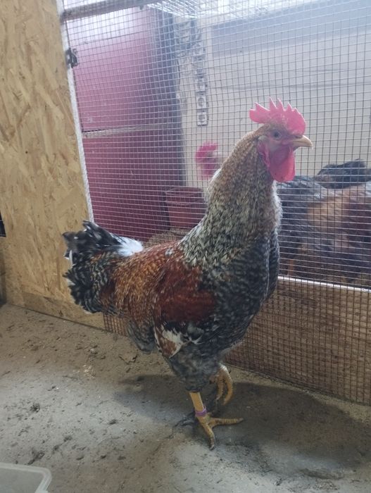 Півні Білефельдори