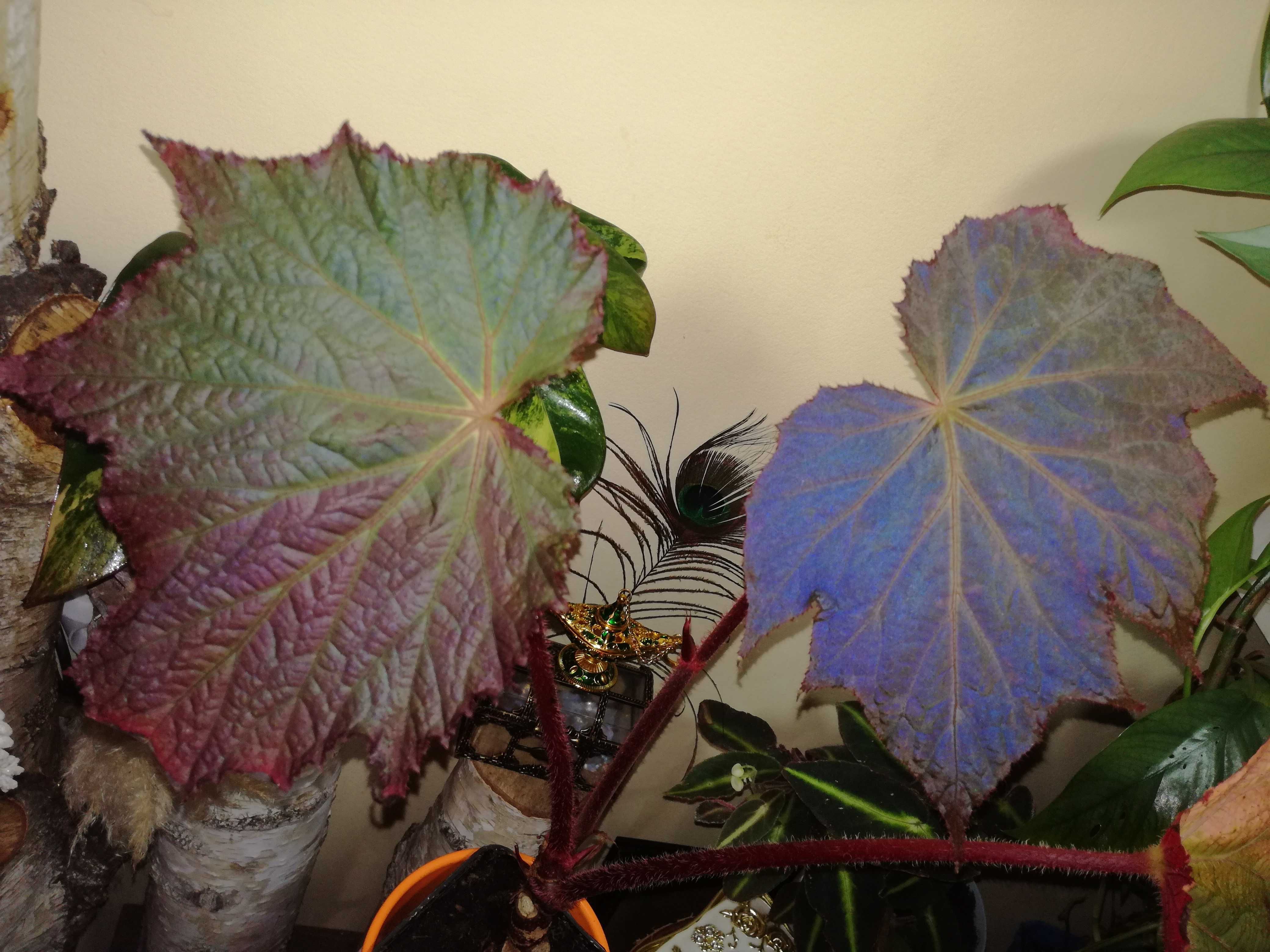 Begonia Harvest Moon - Moonshine variegata blue monstera philodendron